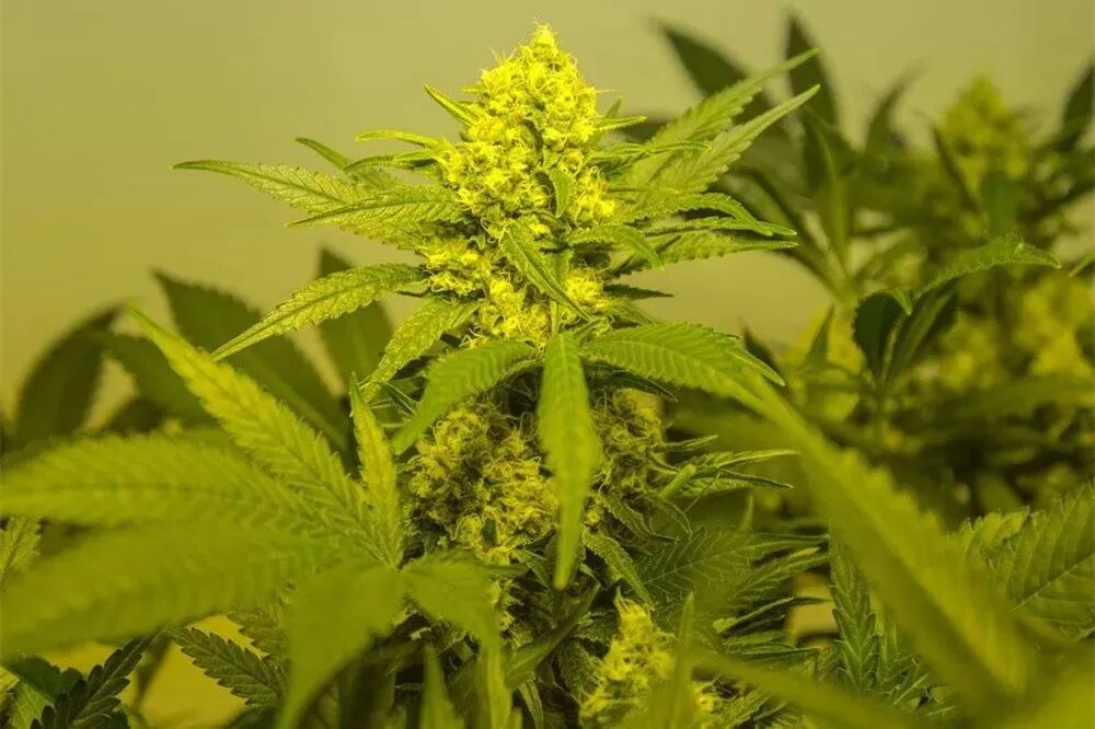 fetch_url1 fetch_url1